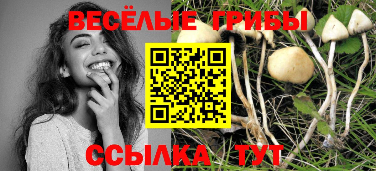 Псилоцибиновые грибы Psilocybine cubensis Черкесск
